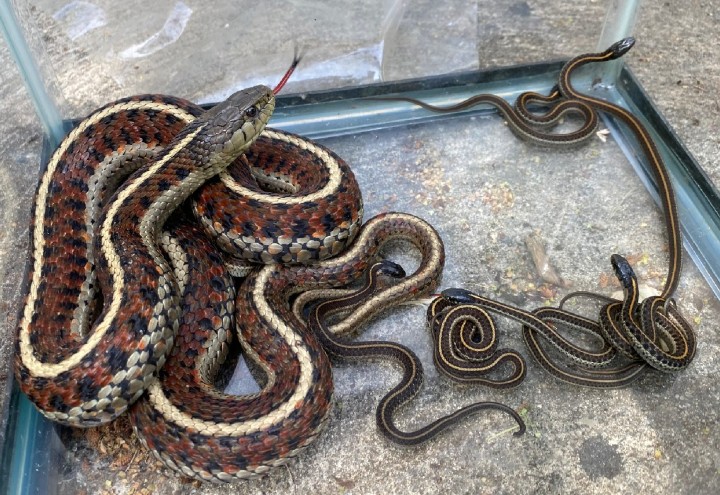 Coast Garter Snakes